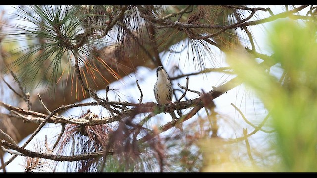 Gray-crowned Crocias - ML559448641