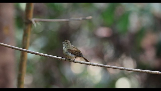 Gray-eyed Bulbul (innectens) - ML559449131
