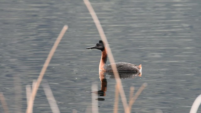 Great Grebe - ML559452561