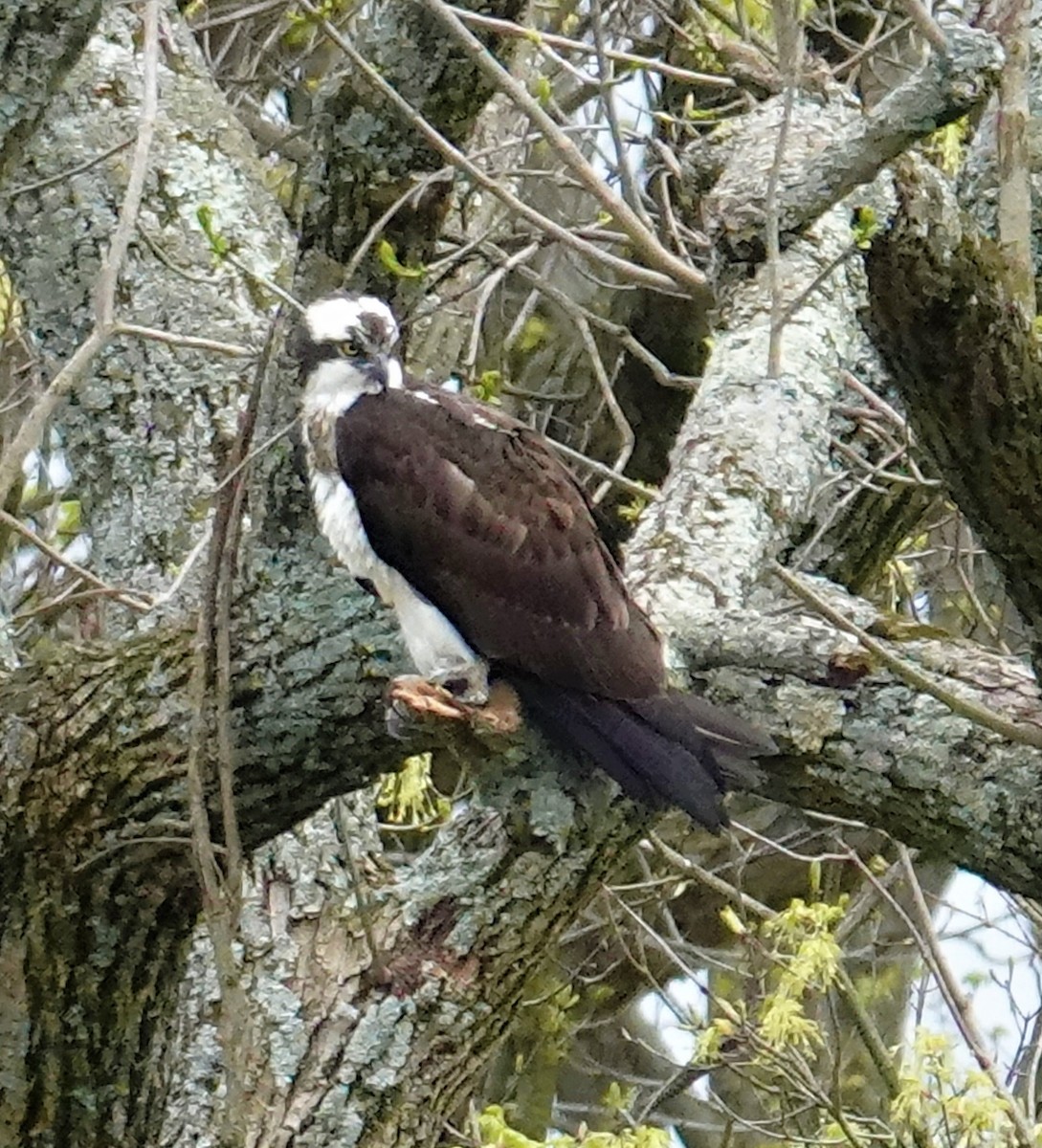 Osprey - ML559454331