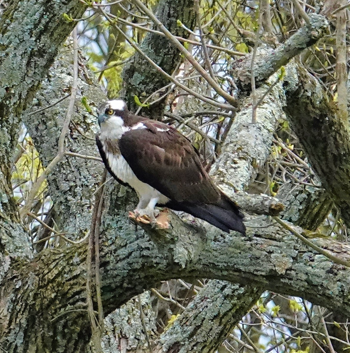 Osprey - ML559454341