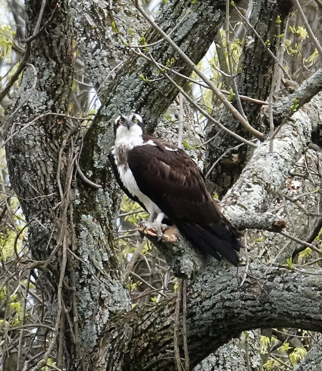 Osprey - ML559454351