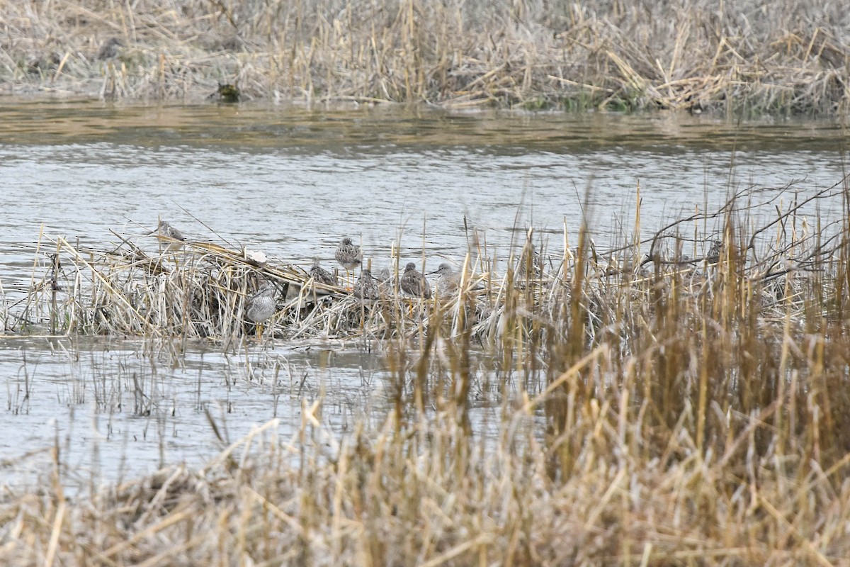 Greater Yellowlegs - ML559457531