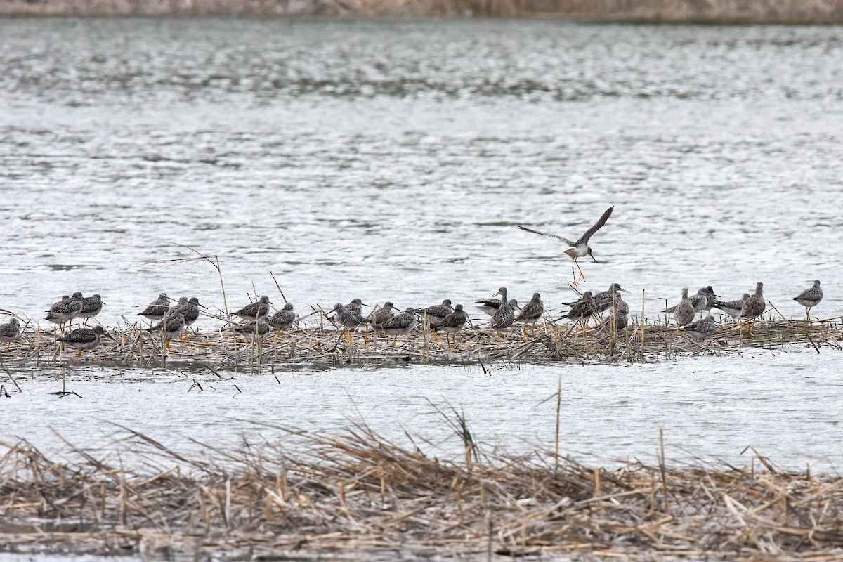 Greater Yellowlegs - ML559457541