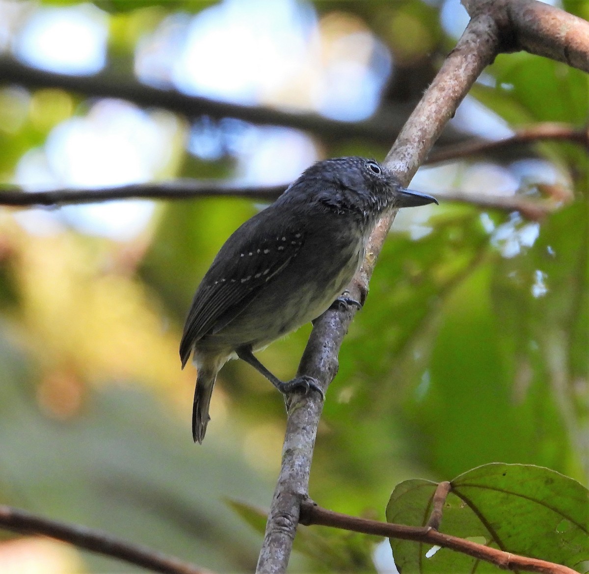 Spot-crowned Antvireo - ML559458921