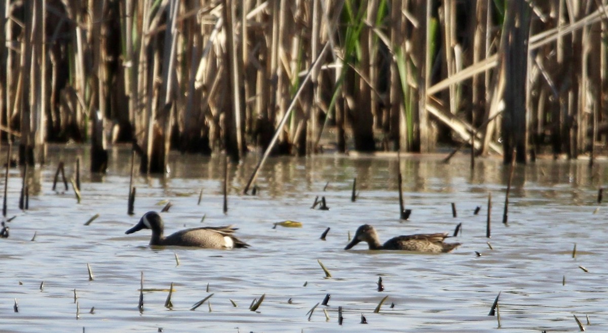 Blue-winged Teal - ML559459131