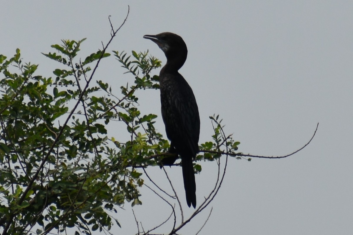 Little Cormorant - ML559459761