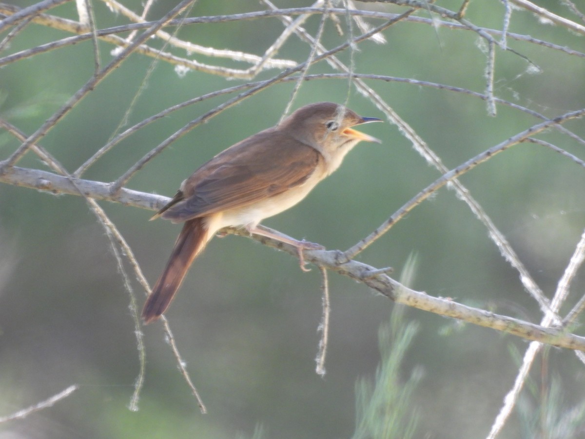 Common Nightingale - ML559460351