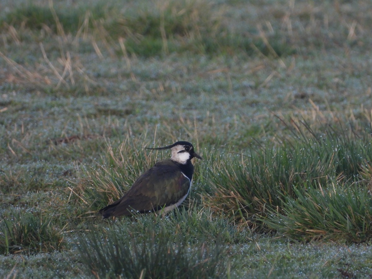 Northern Lapwing - ML559461561