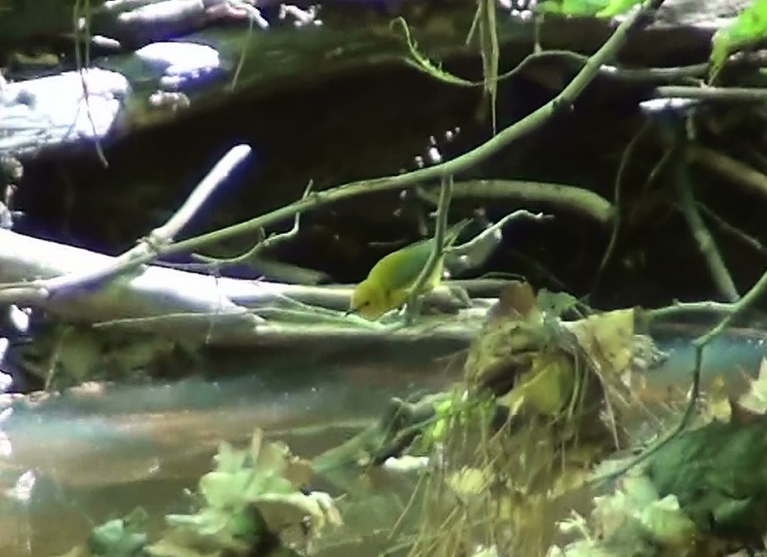 Prothonotary Warbler - Josh Southern