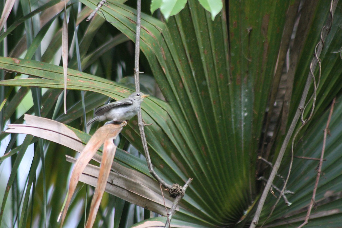 Northern Parula - Avery Chan