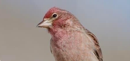 Cassin's Finch - ML559464901