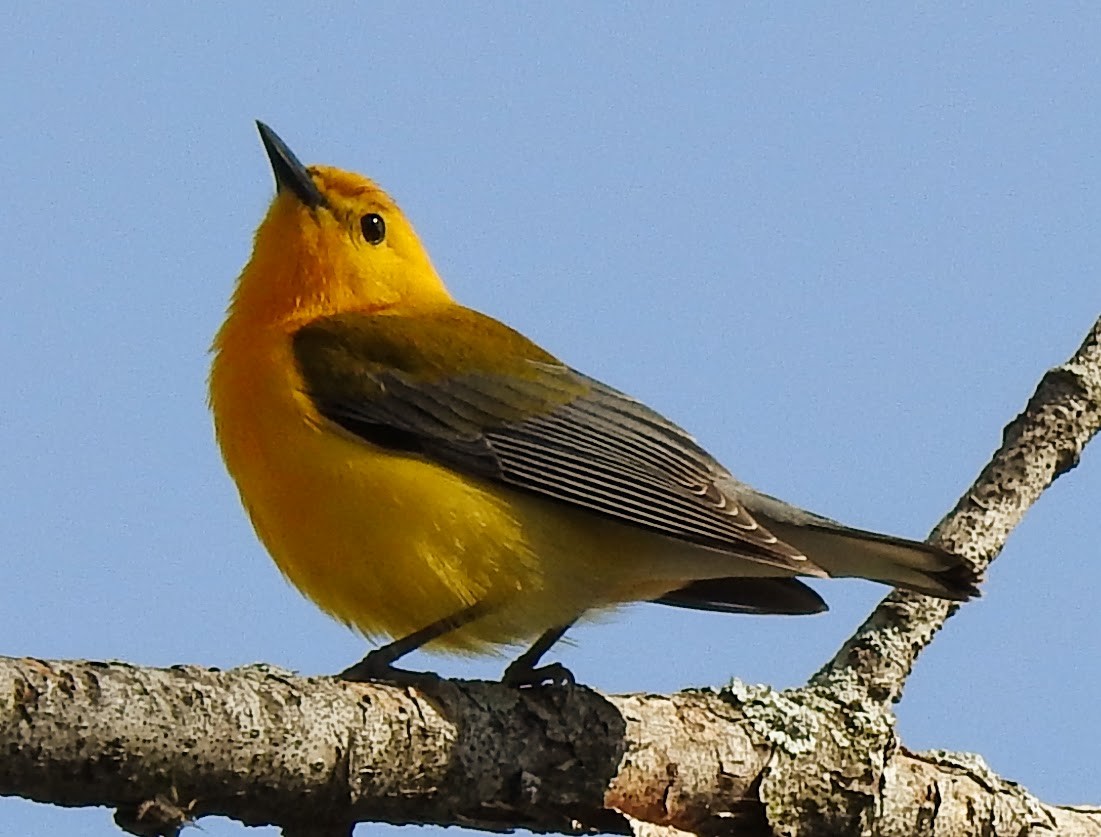 Prothonotary Warbler - ML559465201