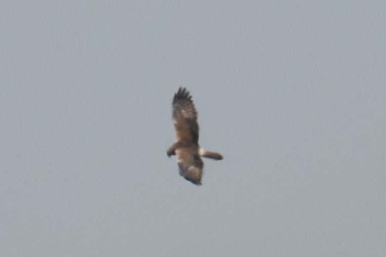 Eastern Marsh Harrier - ML559465491