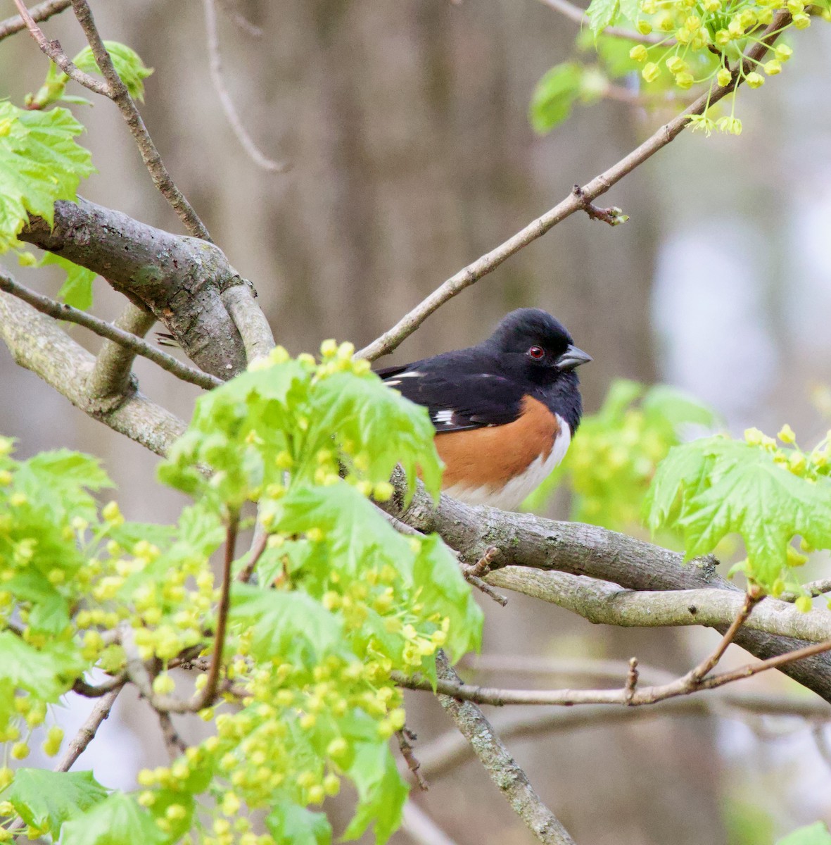 Eastern Towhee - ML559466661