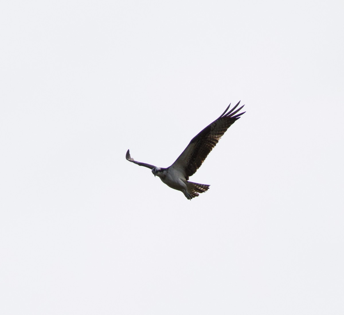 Águila Pescadora - ML559466801