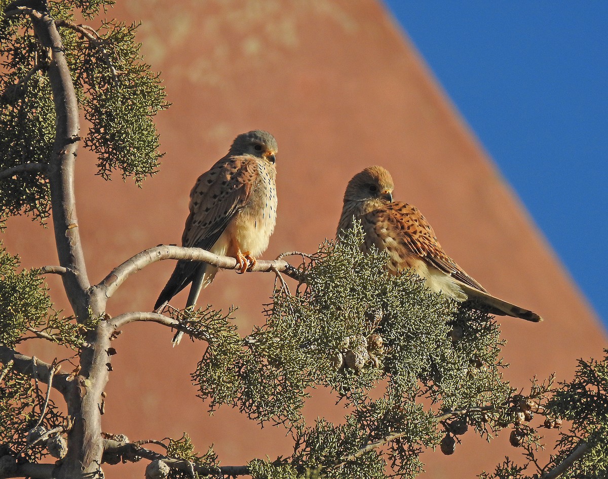 Eurasian Kestrel - ML559467441