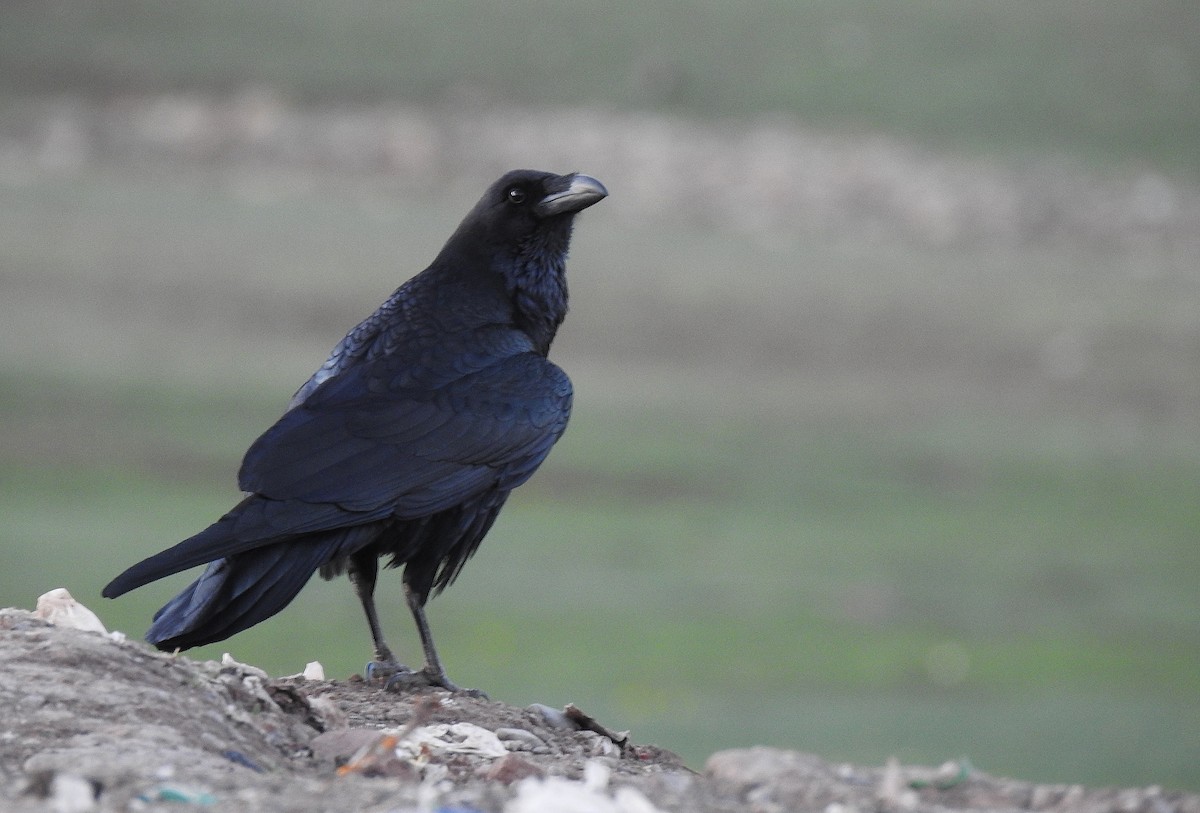 Common Raven - ML559467911