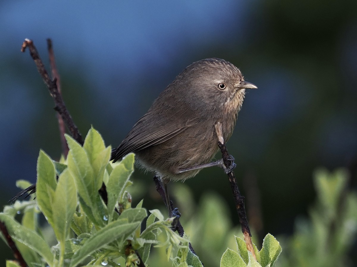 Wrentit - ML559468571