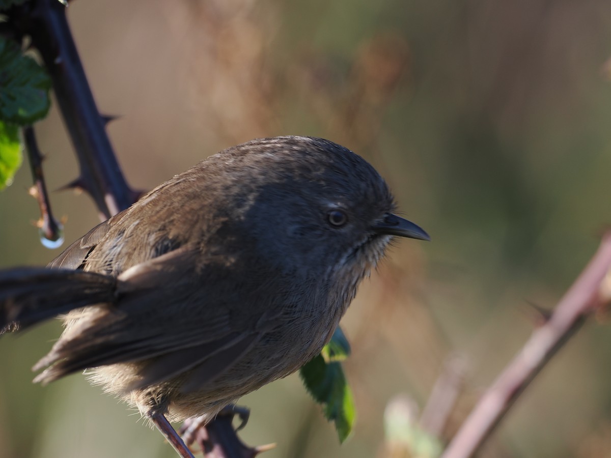 Wrentit - ML559468581