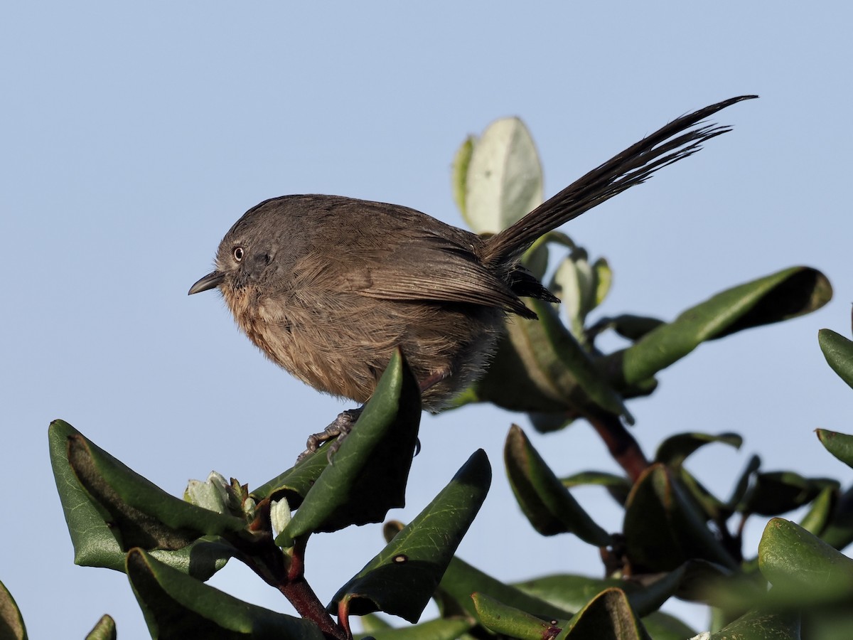 Wrentit - ML559468591