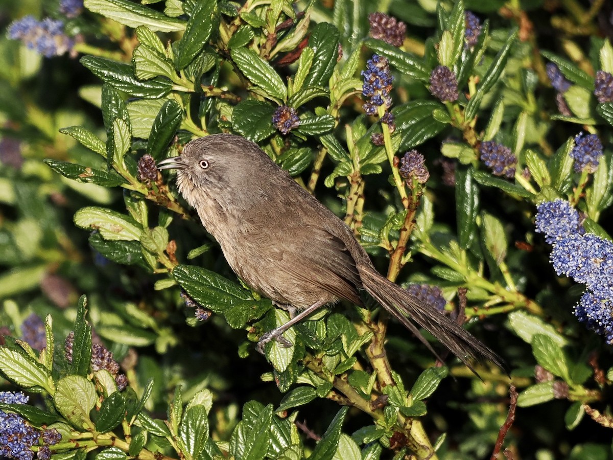 Wrentit - ML559468601