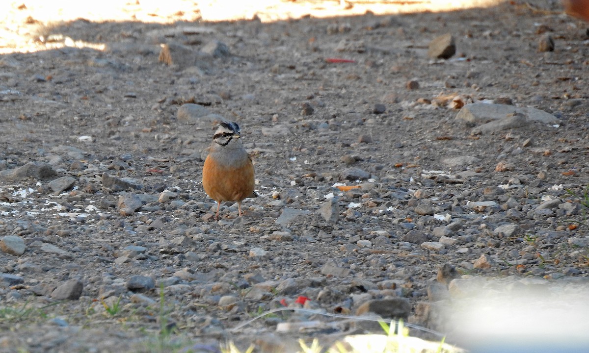 Rock Bunting - ML559468841