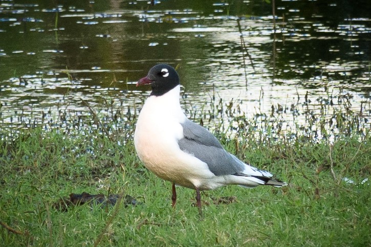 Gaviota Pipizcan - ML559469061