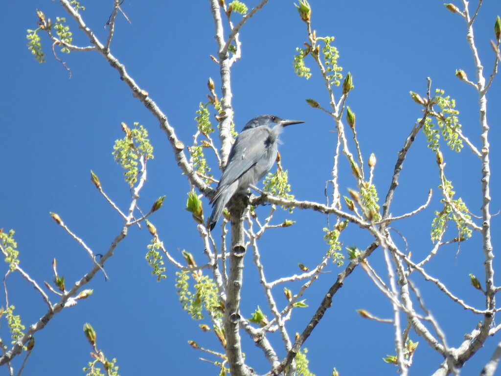 Pinyon Jay - ML559470861