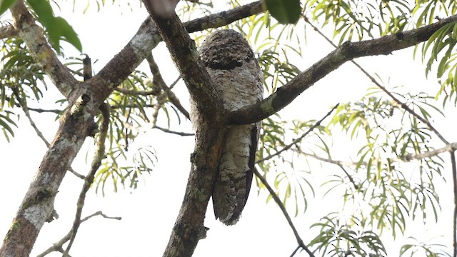 Great Potoo - ML559471061