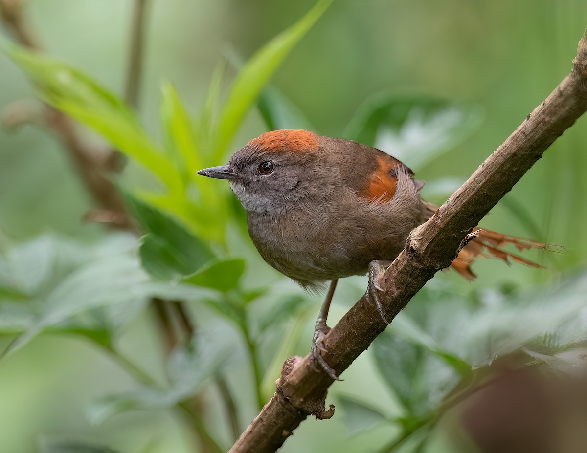 Azara's Spinetail - ML559471381