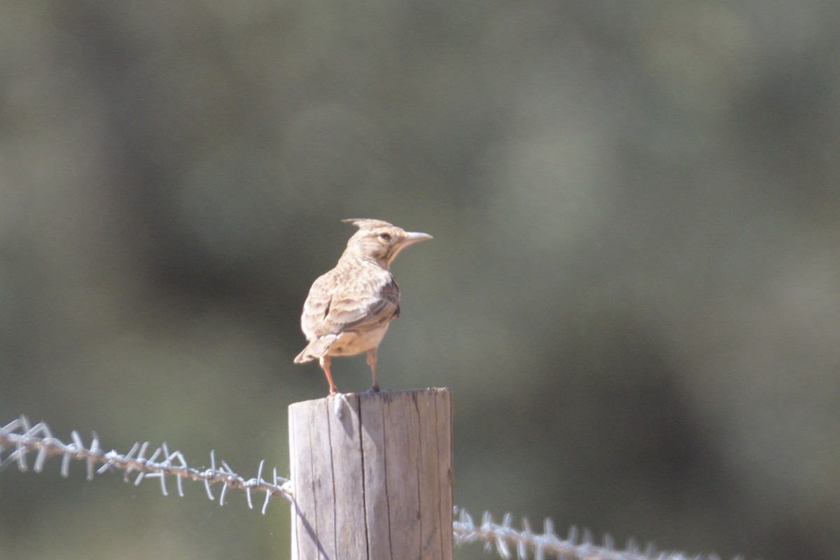 Crested Lark - ML559471461