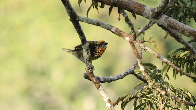 Gilded Barbet - ML559472291