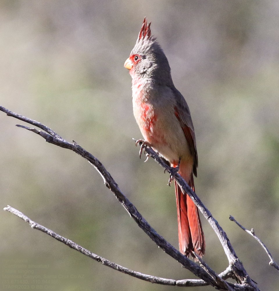 ムネアカコウカンチョウ - ML559472641