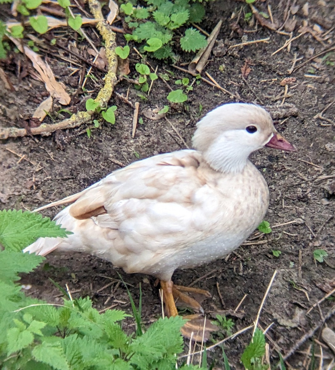 Мандаринка - ML559473231