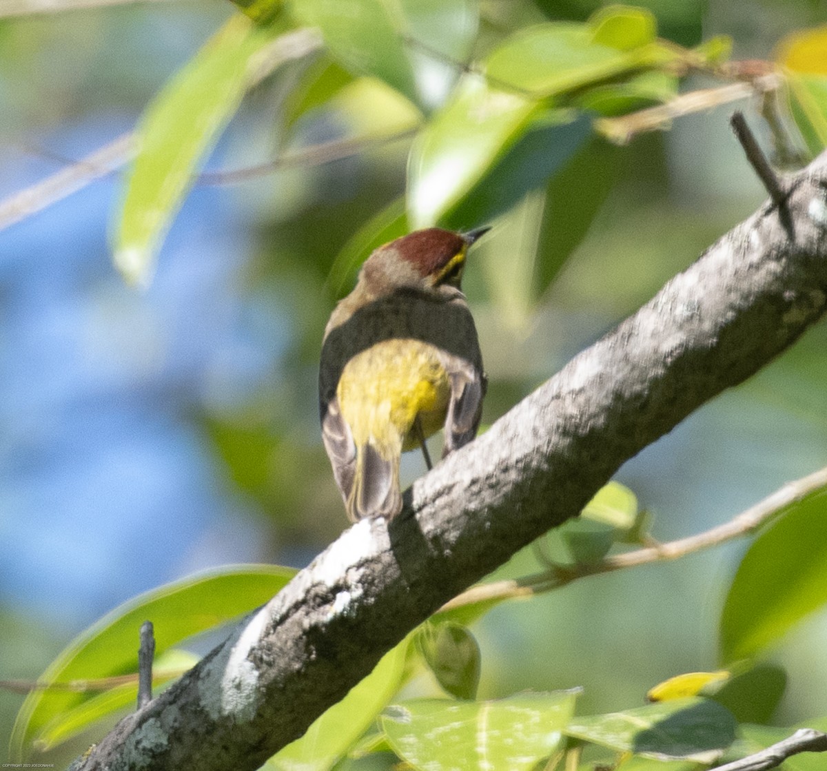 Palm Warbler - ML559474741