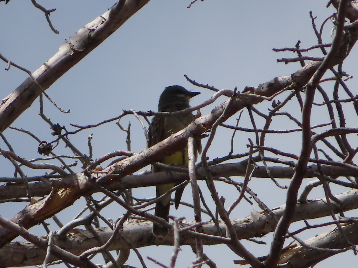 Western Kingbird - ML559474821