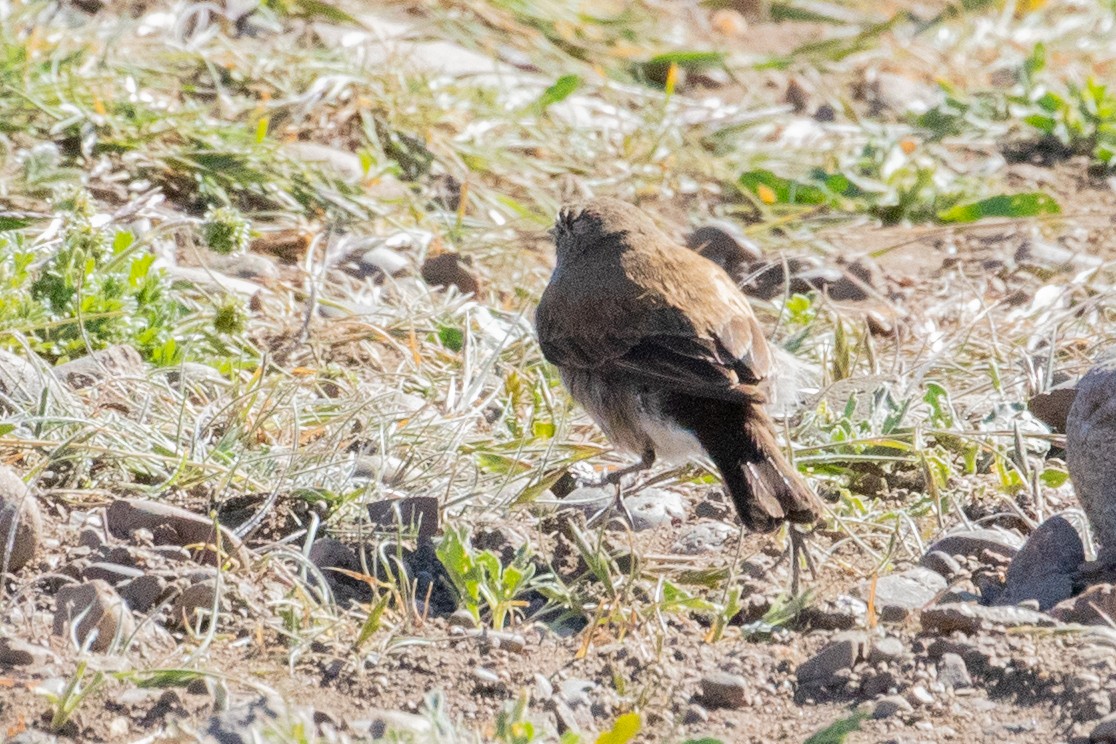 patagonianegrito - ML559474911