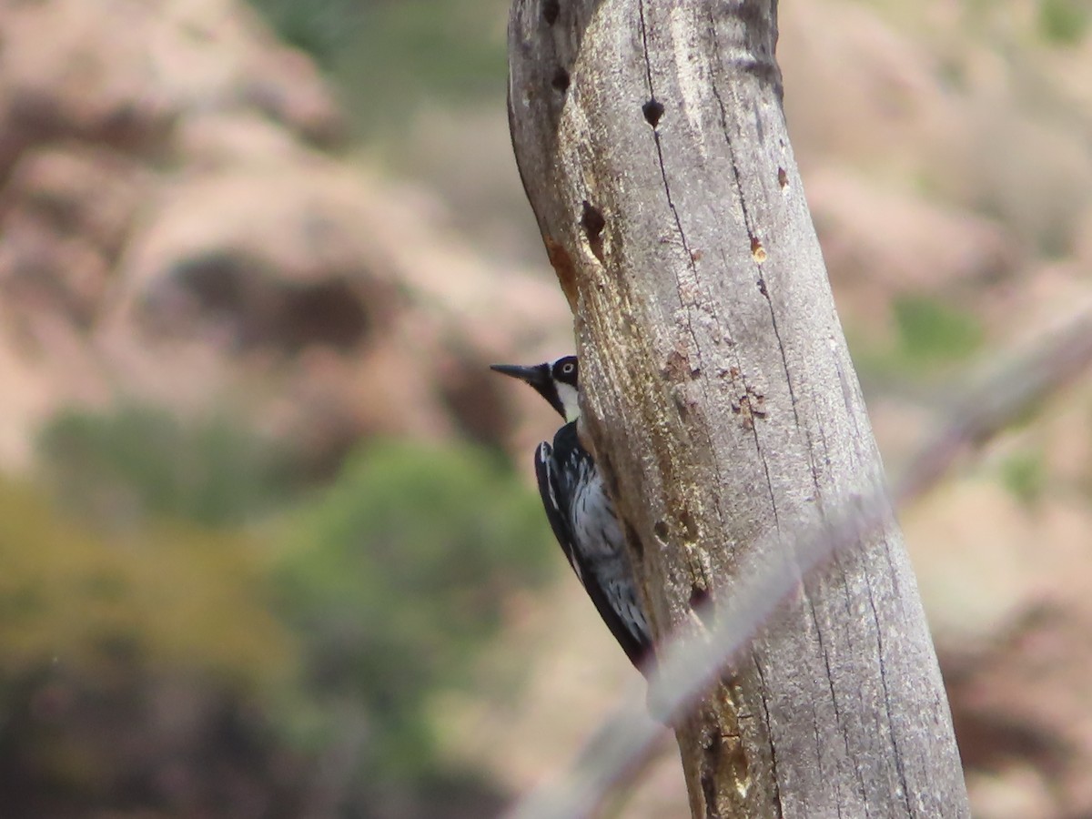 Acorn Woodpecker - ML559474961