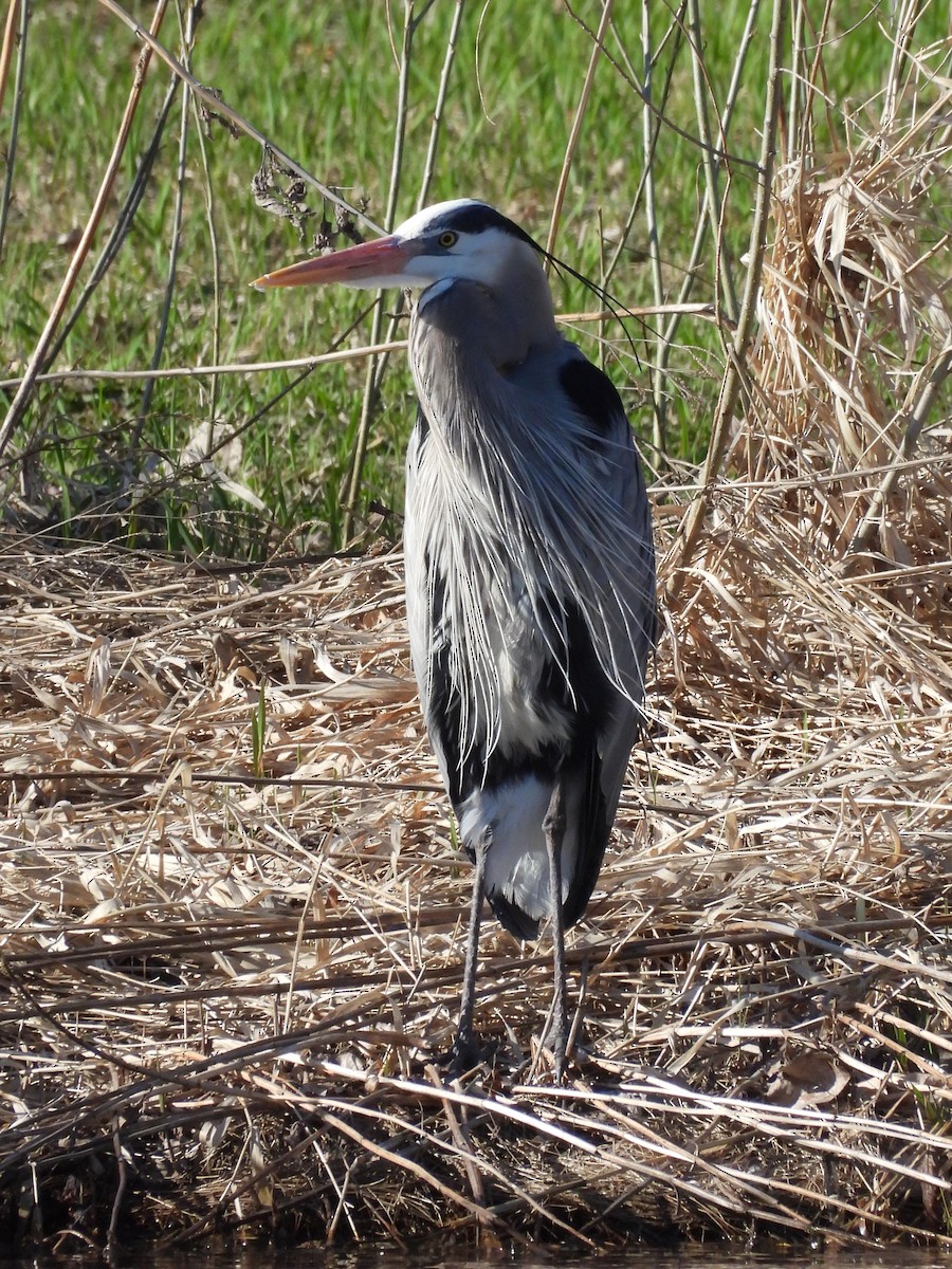 Garza Azulada - ML559475561