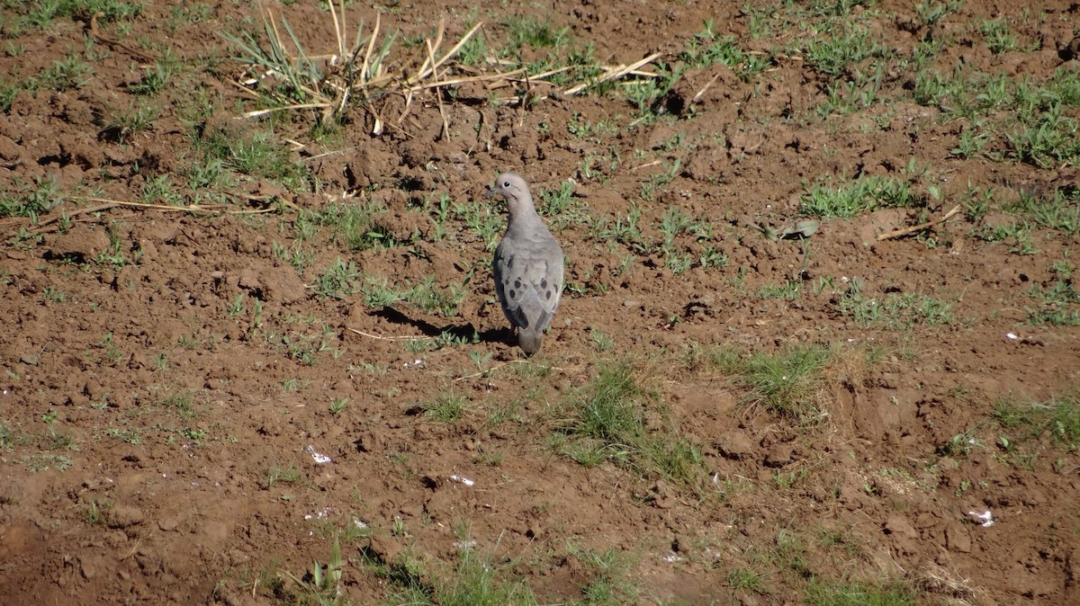 Eared Dove - ML559475831