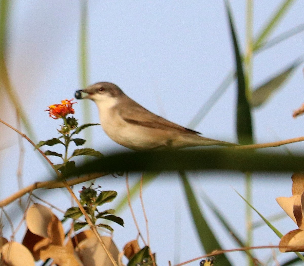 Lesser Whitethroat - ML559476571