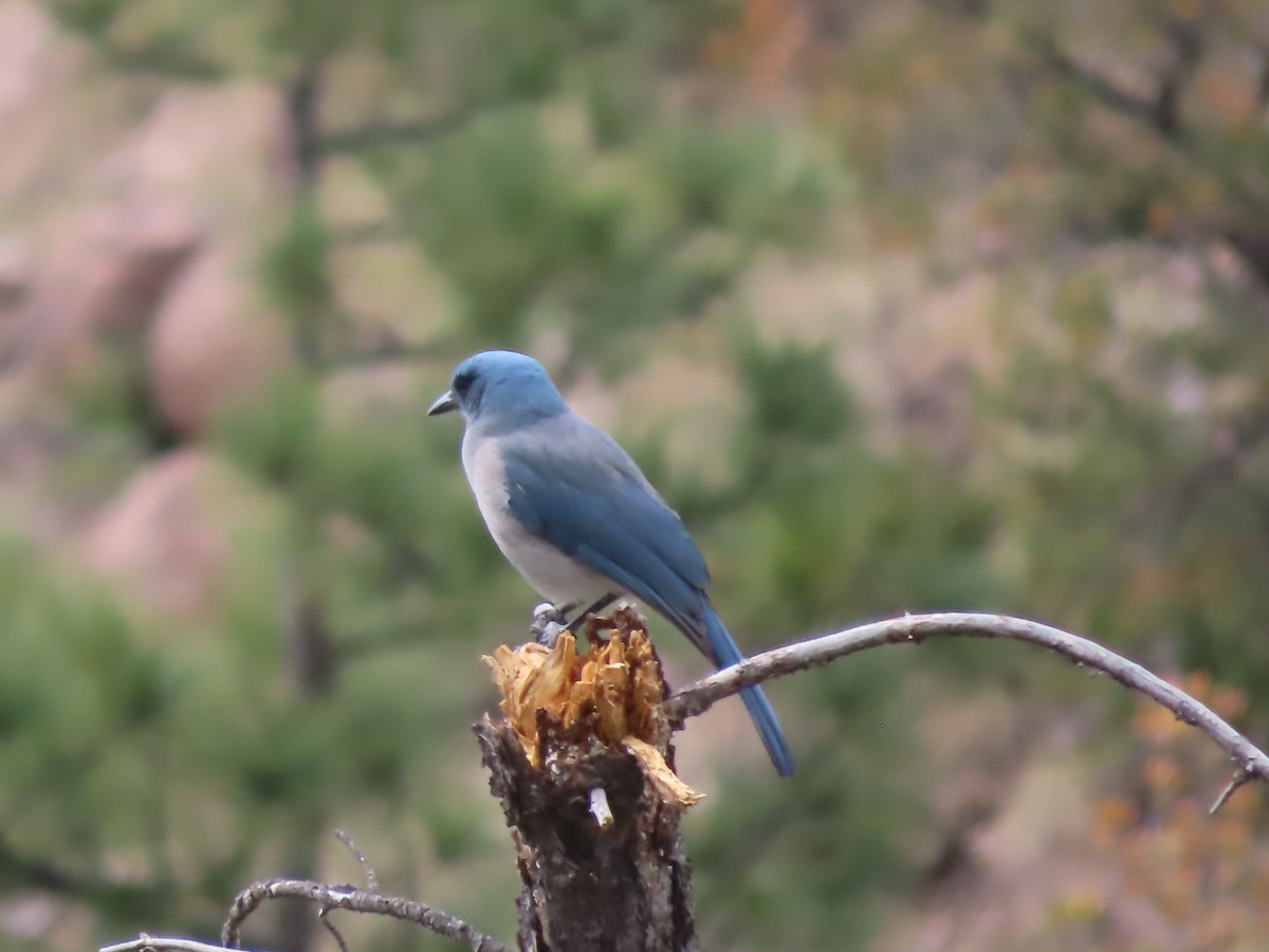 Mexican Jay - ML559476931