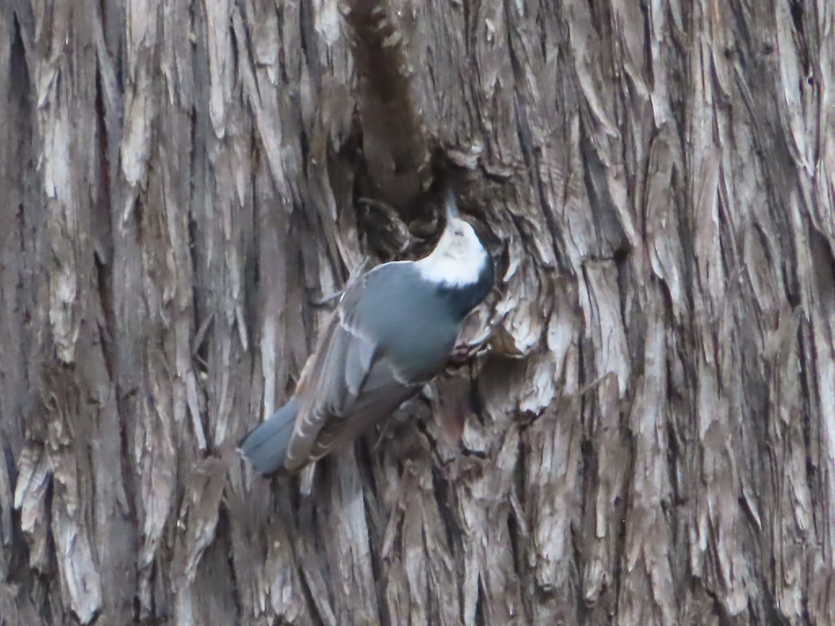 White-breasted Nuthatch - ML559477151