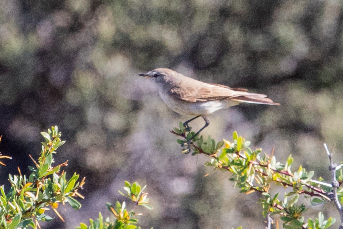 Spot-billed Ground-Tyrant - ML559477501