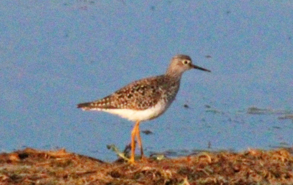 Lesser Yellowlegs - ML559477721