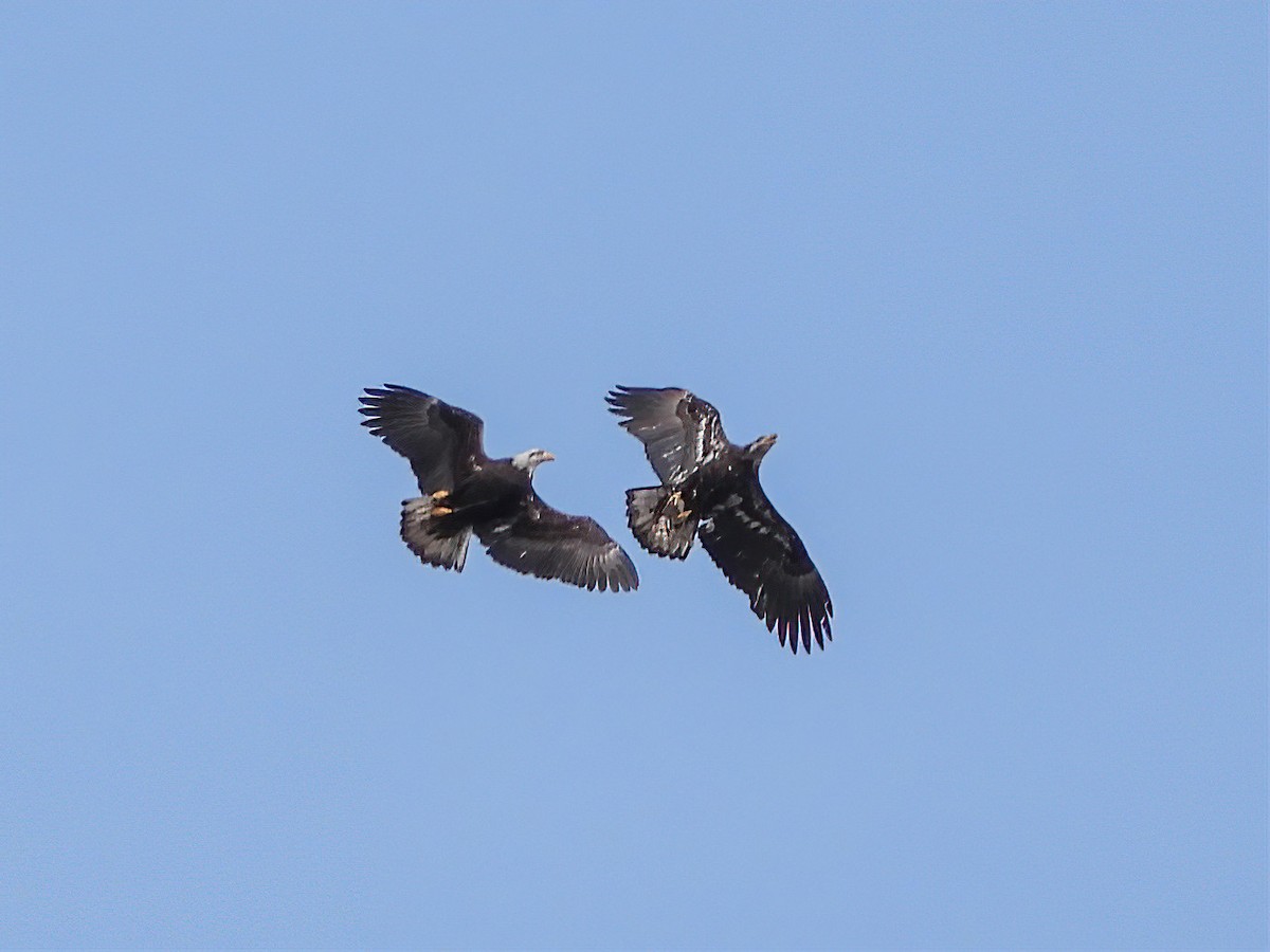 Bald Eagle - ML559477861