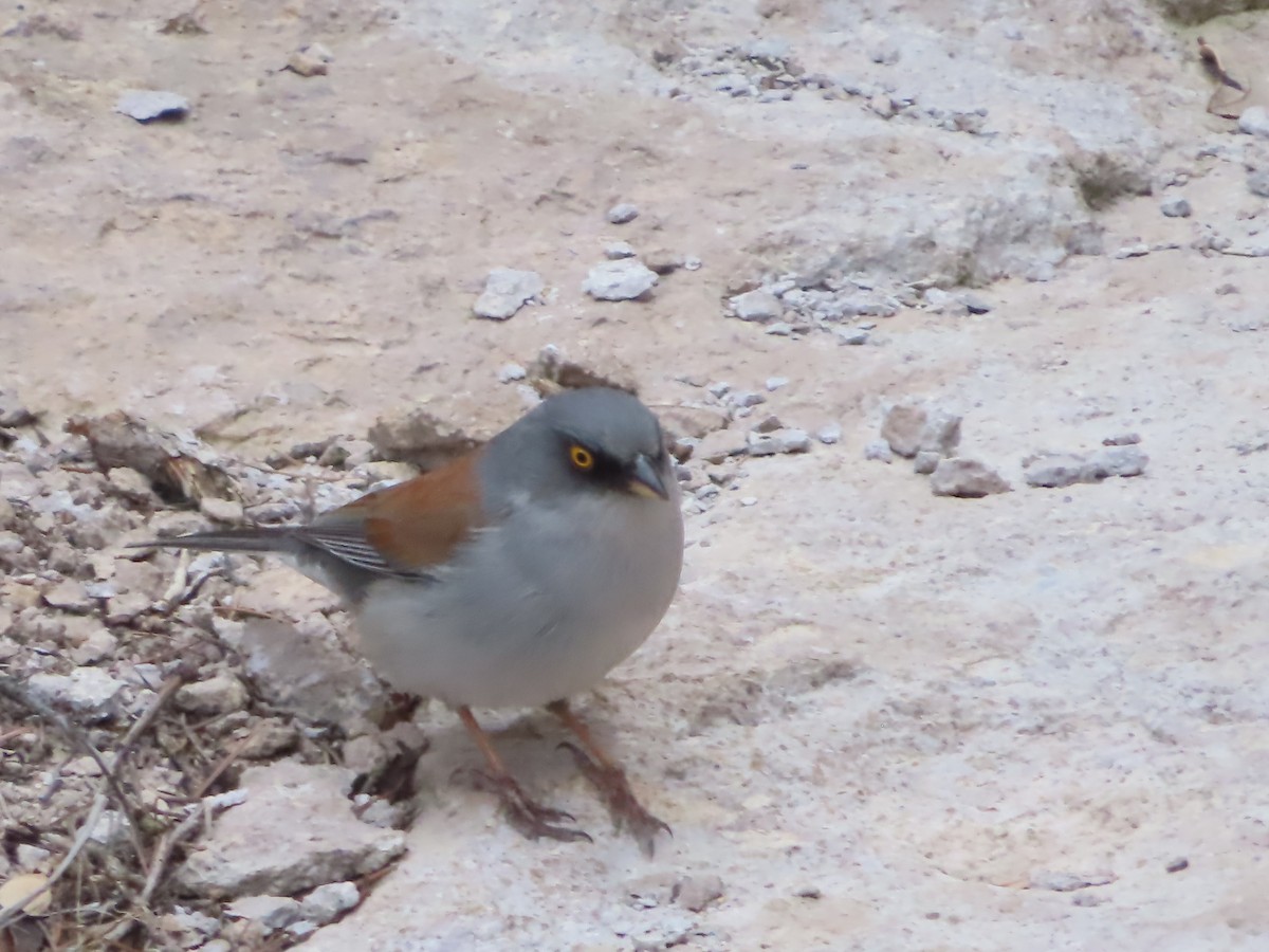 Yellow-eyed Junco - ML559477901