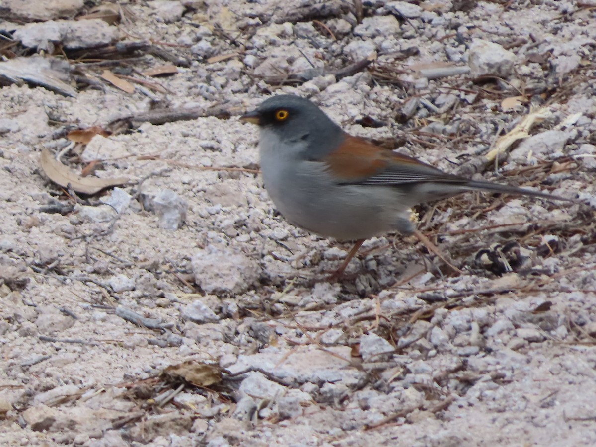 Yellow-eyed Junco - ML559477911