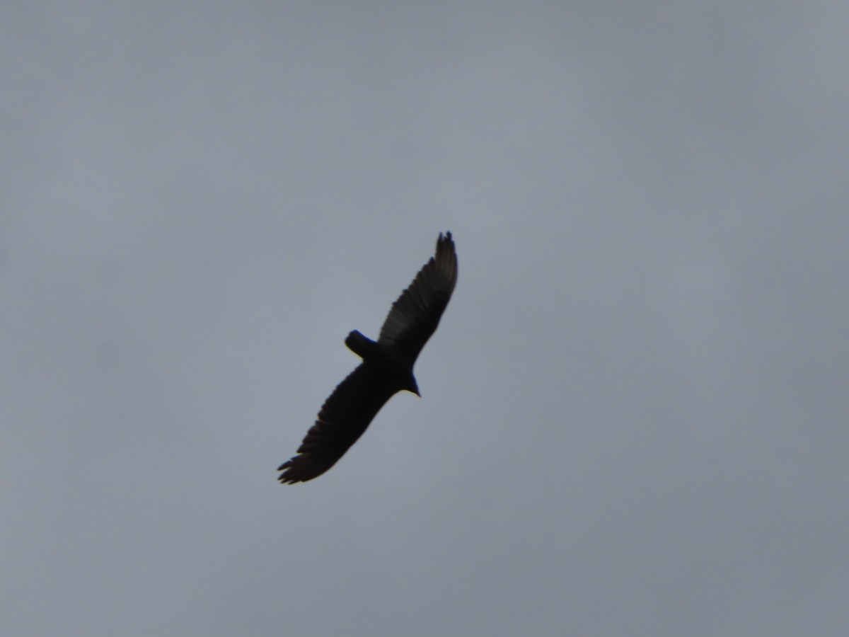 Turkey Vulture - ML559478221